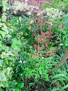Wilsons Pink Dwarf