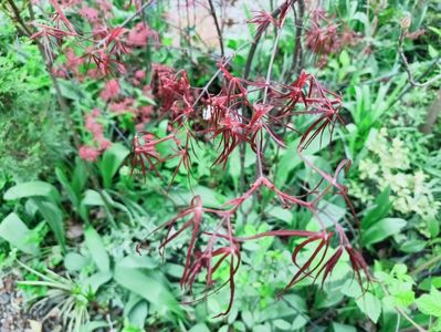 Hubbs Red Willow