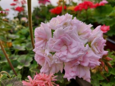 Milfield Rose