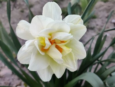 Flower drift