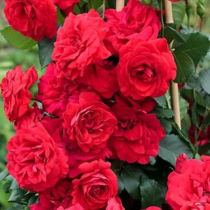 1283-2982-rosier_grimpant_negresco_meigrappo-mi-t1000