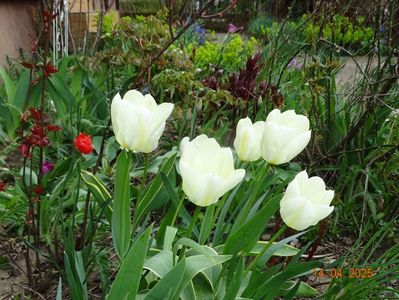 tulipa Purissima Design