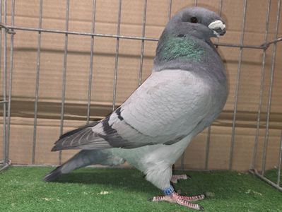 MASCUL RO 24 - 9817