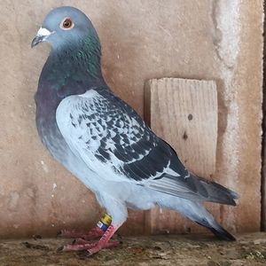 Mascul 24-894