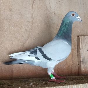 Mascul 23-066