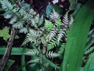 Athyrium niponicum Ursula's Red