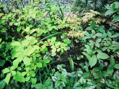 Spiraea "Golden Princess" și Katsura