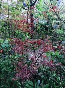 Hubbs Red Willow