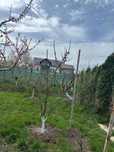 IMG-20250417-WA0084