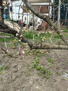 IMG-20250417-WA0086