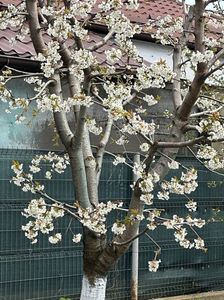 IMG-20250417-WA0088