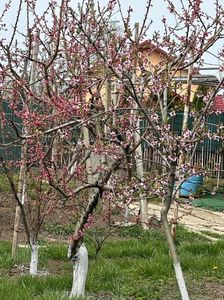 IMG-20250417-WA0093