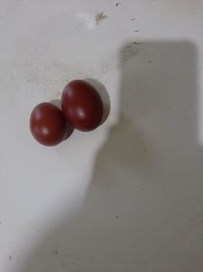 Oua Marans Negru Aramiu