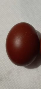 Oua Marans Negru Aramiu