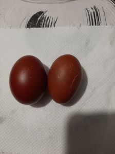 Oua Marans Negru Aramiu