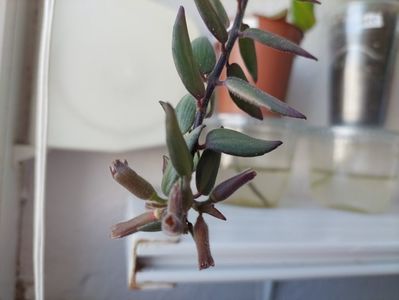 Aeschinanthus Bolero variegat(18-04-2025)
