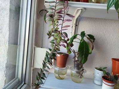 Aeschinanthus Bolero variegata'(18-04-2025)