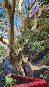 Weird tree 1 