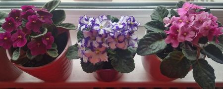 ; Violete
