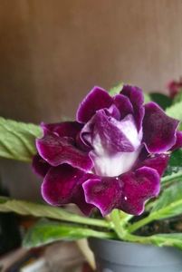 ; Gloxinia
