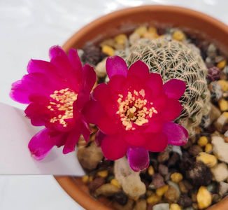 Sulcorebutia zavaletae