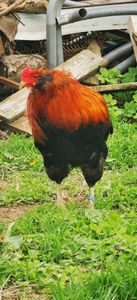 Cocos Araucana Gold