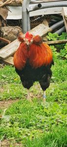 Cocos Araucana Gold