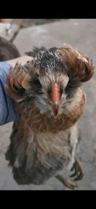 Araucana Argintii