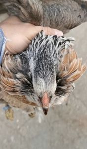Araucana Argintii