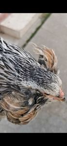 Araucana Argintii