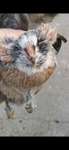 Araucana Argintii