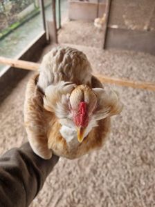 Araucana Gold