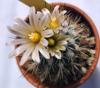 Turbinicarpus pailanus