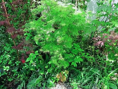 Firecracker, Seiryu și Manyo no Sato