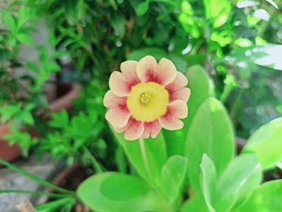 Primula pubescens