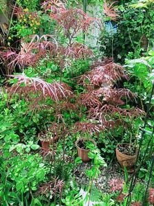 Hubb's Red Willow