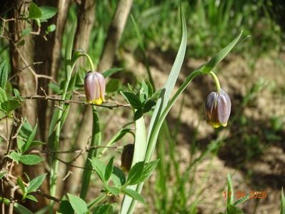 fritillaria Uva vulpis