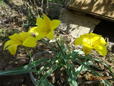 tulipa kolpakowskiana