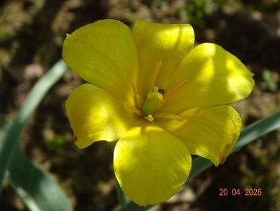 tulipa kolpakowskiana
