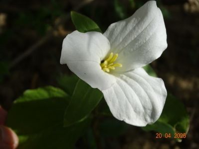 trillium grandiflorum