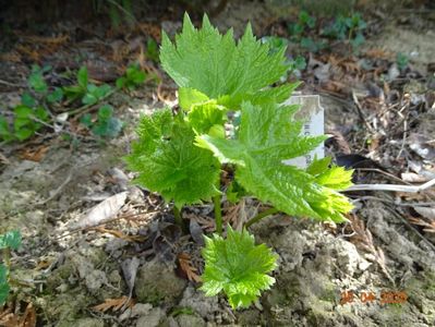 glaucidium palmatum