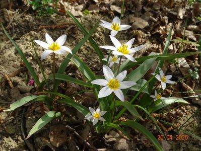 tulipa Hilde