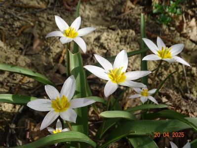 tulipa Hilde