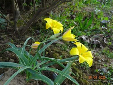 tulipa kolpakowskiana