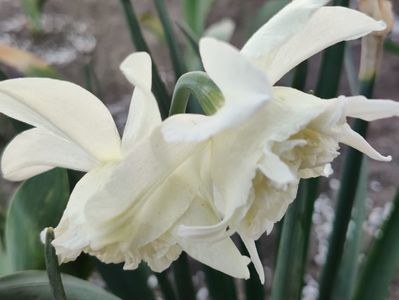 White marvel