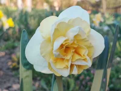 Golden pearl