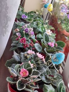 ; Hristos a înviat!
