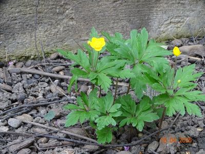 anemone ranunculoides Dago