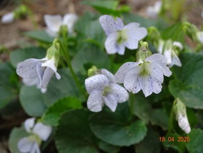 viola Freckles