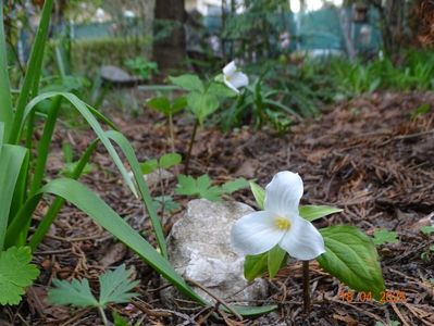 trillium grandiflorum